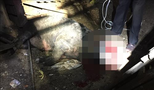 지난 22일 성남시 주택가에서 사살된 멧돼지.[경기도재난안전본부]