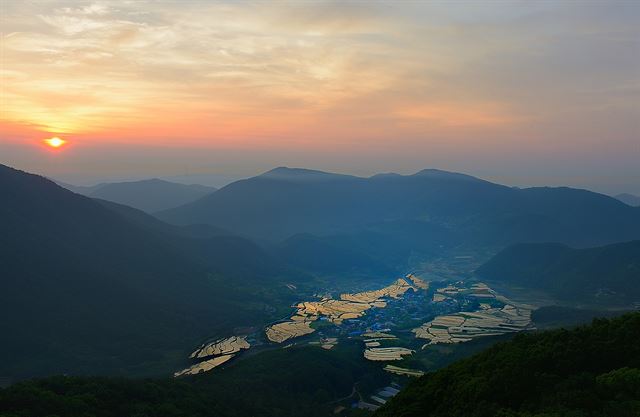 산 위로 태양이 솟아오르면 마을에는 새벽 여명이 파고들어 물 가득한 다랑이논 위로 햇빛이 쏟아져 ‘황금빛 양탄자’를 깔아 놓는다.왕태석기자 kingwang@hankookilbo.com