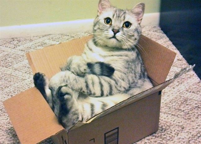 고양이는 체온 유지를 위해 상자를 좋아한다는 주장도 있다. 이미저(imgur)