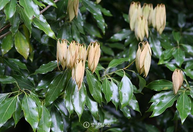 봄의 참식나무. 노란 잎은 작년에 난 잎이고 초록 잎은 올해 새로 난 잎이다.