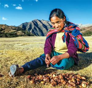 ① 안데스 산맥에서 캔 감자