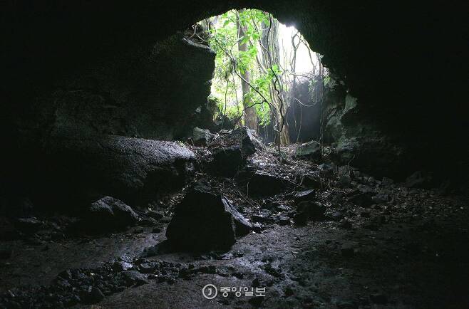 오는 9일부터 18일까지 거문오름 트레킹 행사가 열린다. 수직동굴 근처에서 동굴 카페 ‘다희연’까지 5㎞ 구간의 용암길이 행사 기간에 개방된다. 제주관광공사의 도움을 받아 용암길을 먼저 걸었다.