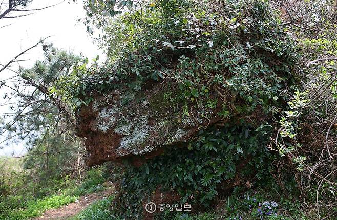 군산은 사자 형상을 한 오름이다. 산 중턱에도 수사자 모양의 바위가 있다. 제법 비슷하게 생겼다.