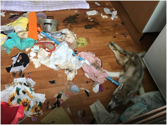 경기 성남시의 한 주택가 빈집에서 새끼 허스키가 쓰레기 더미 속에서 방치된 채 힘없이 늘어져 있다. 한국일보 자료사진
