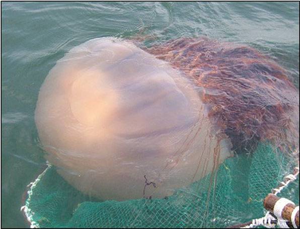 뜰채에 걸린 노무라입깃해파리