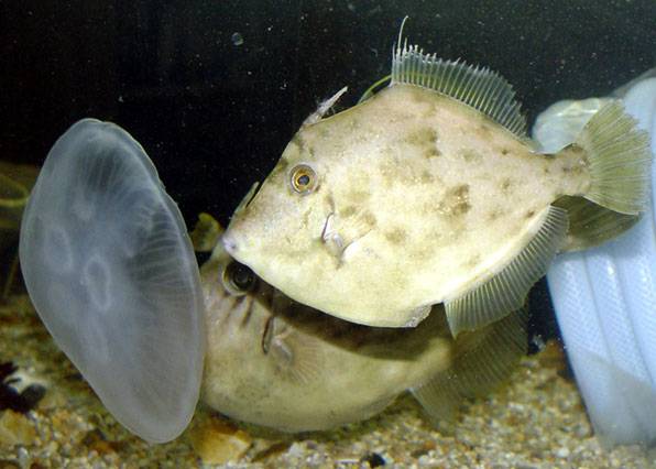 수조에 해파리와 연안에 사는 말쥐치를 함께 넣어 실험한 결과 말쥐치가 해파리를 공격해 잡아먹고 있다.(2004.6.11)