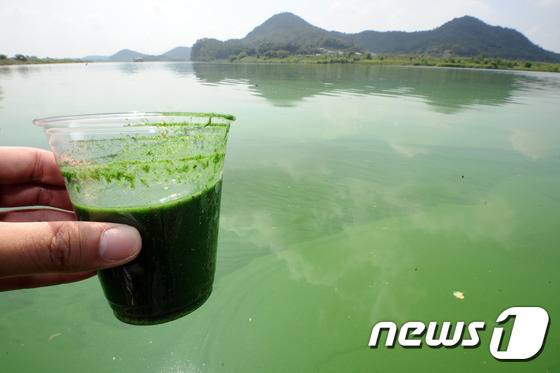 지난 8월 영산강에 녹조가 끼어 있는 모습. /뉴스1 © News1 황희규 기자