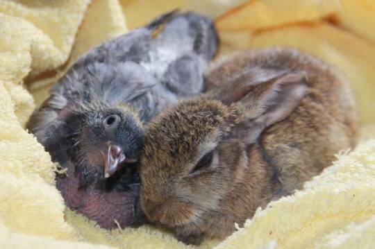 사진출처=아일랜드 킬데어야생동물재단