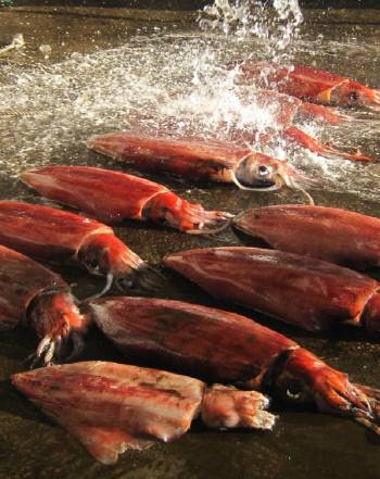 동해바다 깊은 곳에서 잡아 올린 대형 날개오징어. FIRA 김광복 제공