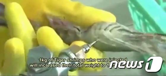 베트남의 한 새우공장에서 새우에 젤라틴을 주입하고 있다. (유튜브 캡처) © News1