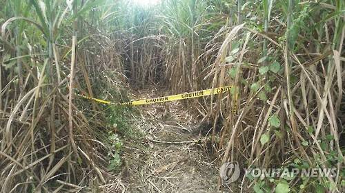 한국인 3명이 피살된 채 발견된 사탕수수밭 (자카르타=연합뉴스) 황철환 특파원 = 지난 11일 오전 7시 30분께 한국인 남녀 세 명이 시신으로 발견된 필리핀 마닐라 북쪽 산페르난도시 외곽 사탕수수밭에 폴리스라인이 처져 있다.