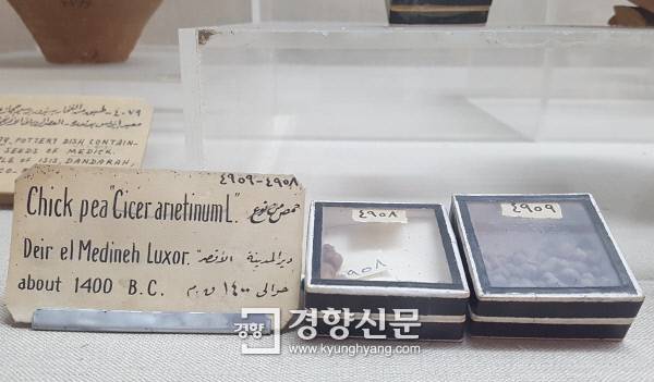 기원전 1400년경 룩소르의 유적지에서 나온 병아리콩.