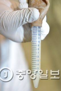 흑우에서 채취한 정액과 난자로 인공수정을 한 수정체는 대리모 한우에게 이식된다.