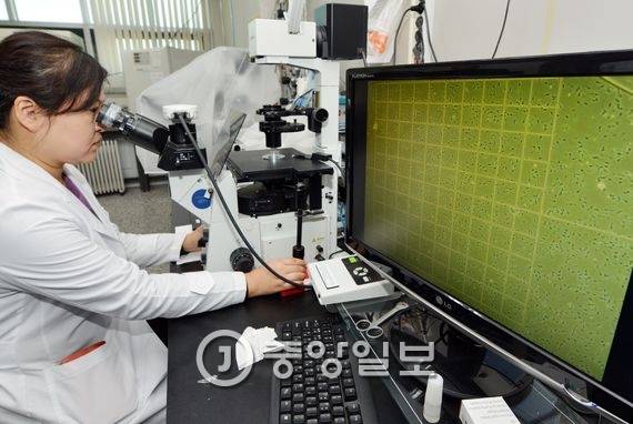 국립축산과학원 연구원이 토종 한우의 정자 분포 상태를 점검하고 있다. 전민규 기자