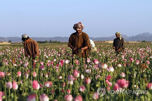 올해 4월 아프가니스탄 남부 칸다하르 두 자리 지역에서 농민들이 양귀비 받에서 생아편을 수확하고 있다.[AP=연합뉴스 자료사진]