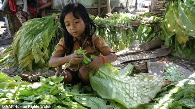 인도네시아 여자 아이가 담배 농장에서 일을 하고 있다.  휴먼라이츠워치 제공
