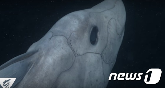 처음으로 영상에 포착된 유령상어의 한 종인 푸른 뾰족코 키메라. © News1