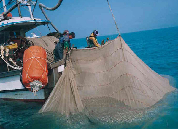 지난 11월 전남 완도군 청산도 앞바다에서 한 선망 어선이 불법그물로 잡은 멸치를 끌어올리고 있다.    여수권현망협회 제공