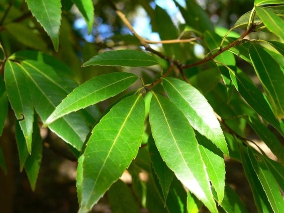 가시나무는 잎이 작고 날렵하며 가장자리 대부분에 톱니가 있다