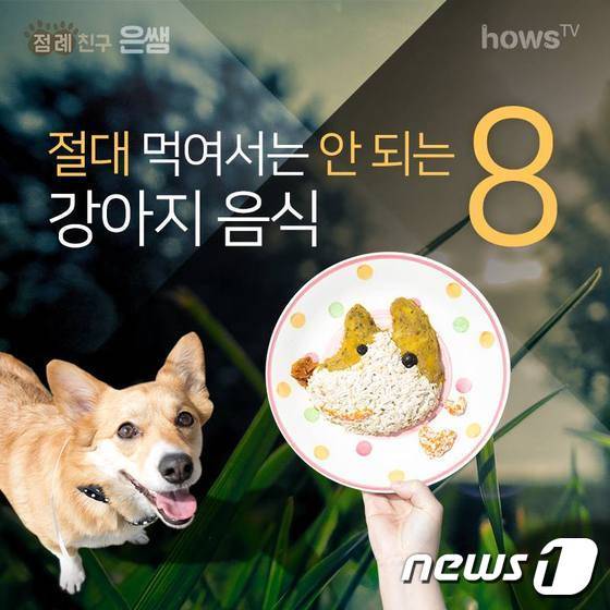 강아지에게 절대 먹여서는 안되는 음식 8가지.(사진 hows tv 제공)ⓒ News1© News1