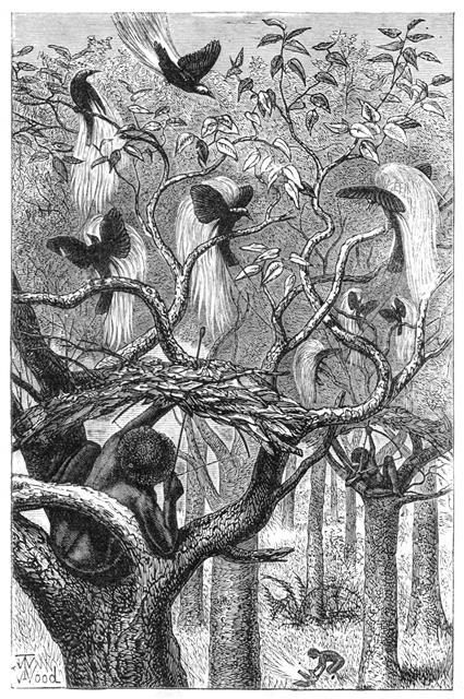 1854년부터 1862년까지 세계 최대 군도인 말레이 제도를 탐사하고 처음으로 ‘자연선택에 의한 진화’를 설명한 과학자 앨프리드 러셀 월리스가 목격한 아루본도 원주민들의 ‘왕극락조 사냥’ 장면.지오북 제공