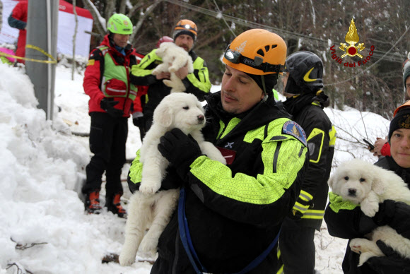 23일(현지시간) 이탈리아 중부 파린돌라 리고피아노 호텔에 눈사태가 덮쳐 6명이 죽고 23명이 실종된 가운데 재난 발생 닷새 만에 강아지 3마리가 구조됐다.AP 연합뉴스