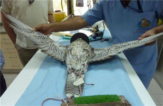 아부다비에 위치한 공립 매 병원은 사냥 중 다친 매의 치료 및 재활, 미용을 전문적으로 시행하는 기관으로 매 소유주를 비롯, 관광객에게 선진 매 문화를 소개하는 역할도 해나가고 있다. 사진 = ADFH 제공