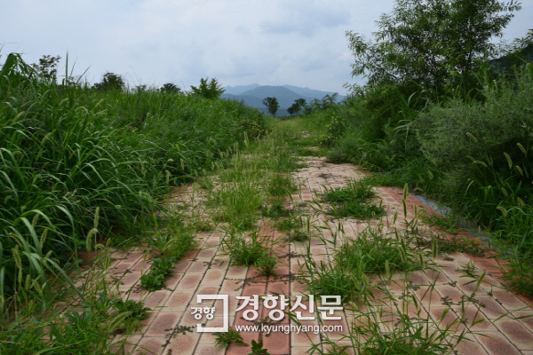 충북 충주시 가금면 남한강 수변공원 산책로에 잡초가 무성하게 자라고 있다. /경향신문 자료사진