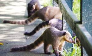 너구리과의 동물인 코아티