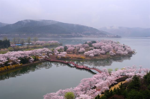 그림 1제1회 벚꽃축제가 열리는 보문호수의 벚꽃 전경