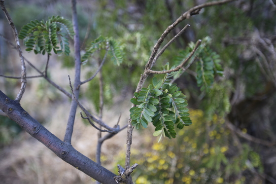 마우나케아에서 자주 볼 수 있는 토종식물 오히아 레후아. 척박한 땅에도 뿌리를 내린다.