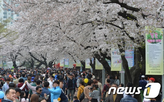 서울 영등포구 여의도 국회대로에서 시민들이 벚꽃을 바라보며 즐거운 시간을 보내고 있다(자료사진). © News1