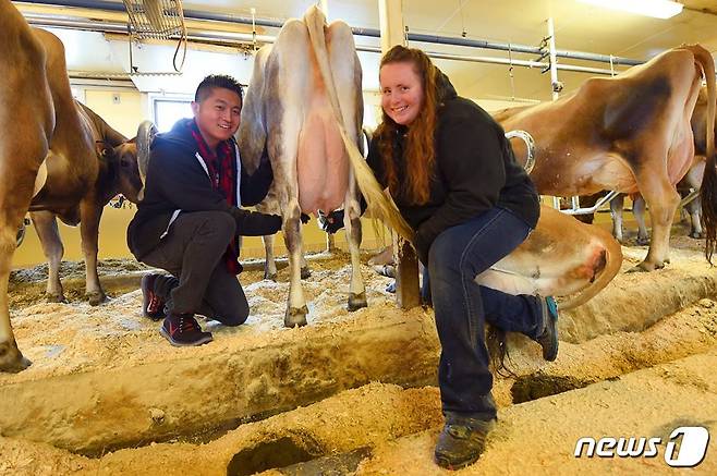 한 젖소 농장에 찾아가 실제로 '소젖 짜기 게임'을 벌인 닌텐도.  (닌텐도 페이스북) © News1