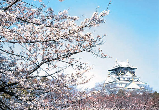 일본 오사카성에 있는 왕벚나무. [사진 JNTO(국제관광진흥기구)]