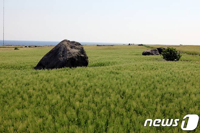 가파도의 청보리밭 모습.  제주관광공사 제공 © News1