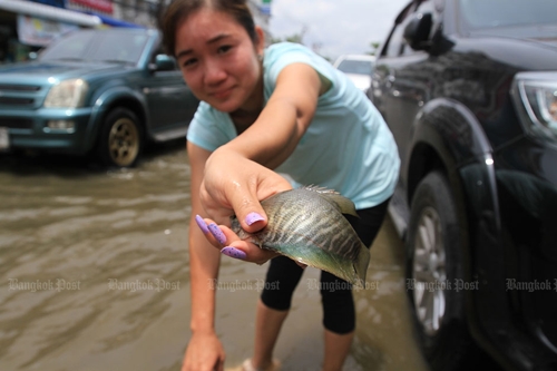 최근 태국 수도권에 폭우가 계속되는 가운데 방콕 남부 사뭇쁘라깐주에서 한 여성이 물이 범람한 도로에서 물고기를 잡아 보여주고 있다[사진출처 방콕포스트]
