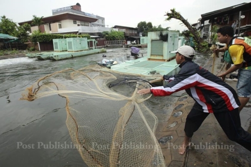 방콕시내 한 마을에서 폭우로 도랑물이 불어나자 아이들이 물고기를 잡기 위해 투망을 던지고 있다[사진출처 방콕포스트]