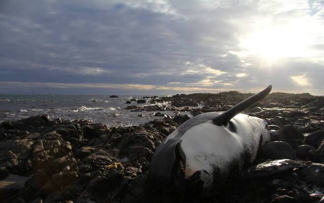 2016년 영국 스코틀랜드 해안가에서 숨진 채 발견된 범고래 ‘룰루’는 폴리염화비페닐(PCB)의 농도가 기준치보다 100배 높게 나오면서 ‘지구에서 가장 오염된 생명체’로 불리고 있다. 스코틀랜드해양동물좌초대응계획(SMASS) 제공