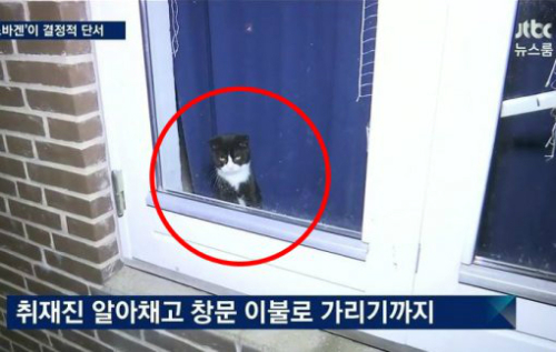 지난 1월 정유라가 머물던 덴마크 올보르의 주택에서 발견된 고양이/JTBC 뉴스룸 캡처