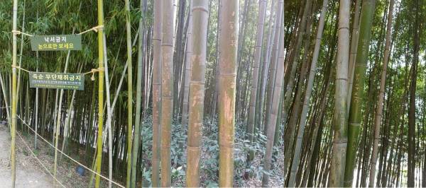 전남 담양 죽녹원 대나무 표면에 낙서가 된 모습. /독자제공