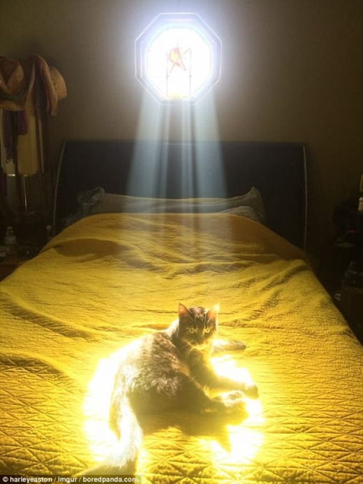 이 고양이는 창문을 통해 침대 위로 내리쬐는 햇빛의 따사로움을 즐기고 있는 듯하다.