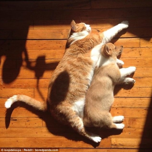 이 고양이는 햇빛이 비치는 마룻바닥에 강아지 한 마리와 사이좋게 누워 낮잠을 즐기는 모습이다.