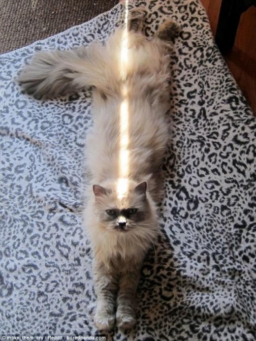 이 고양이는 문틈으로 들어오는 약간의 햇빛을 쬐고 있는 모습이다.