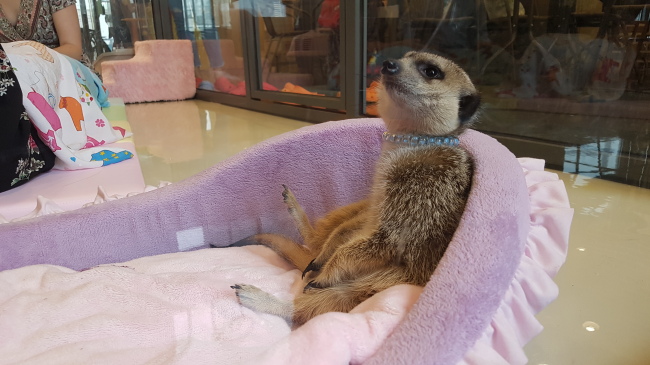 A meerkat sits on a cushion at Meerkat Friends. (Rumy Doo/The Korea Herald)