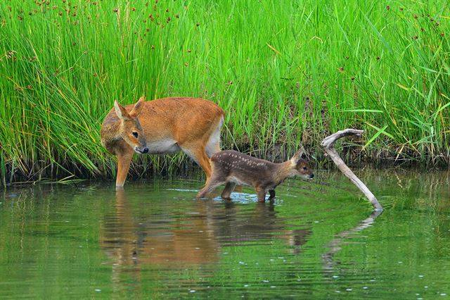 어미 고라니와 새끼 고라니가 물가에서 노닐고 있다. 국립생태원 제공