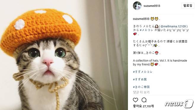 일본에서 아이돌로 통하는 고양이 '스즈메'. (사진 인스타그램 suzume0513 캡처) © News1