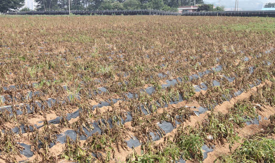 충남 태안군 동문리 한 감자밭이 가뭄으로 인해 잎과 줄기가 누렇게 타들어 가고 있다. [연합뉴스]