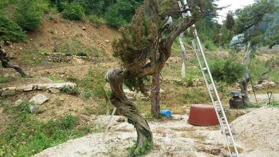 도난 당한 뒤 충북의 한 농장에 심겨져 있는 향나무 모습. [사진 경남경찰청]