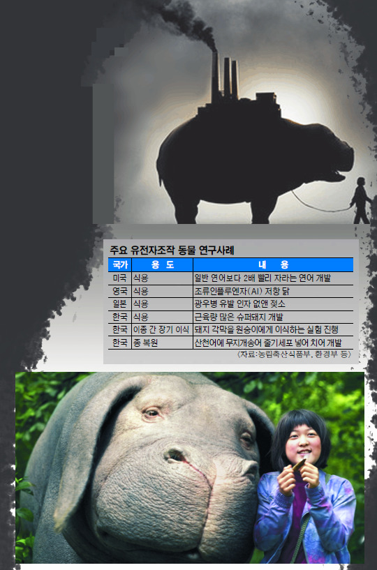 새로운 품종의 ‘슈퍼돼지’를 둘러싼 얘기를 담은 영화 ‘옥자’의 한 장면. 배경 사진은 영화 포스터.