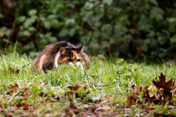 사냥감을 노리는 고양이의 날카로운 눈빛. MaxPixel
